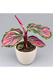 Kalateja 'Crimson'