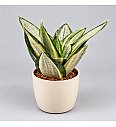 Sanseveria ' Hahnii Silver Zebra'