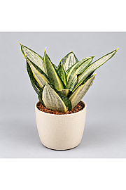Sanseveria ' Hahnii Silver Zebra'