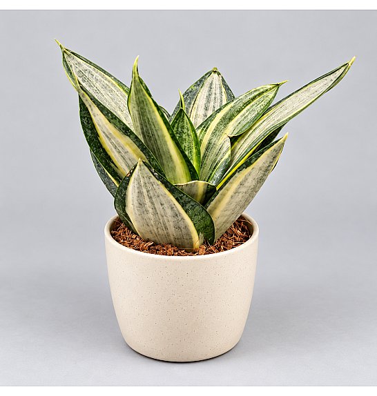 Sansevieria trifasciata 'Hahnii' Silver Zebra; Ø9 cm
