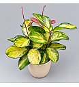 Hoya Tricolor - tribarvna voščenka