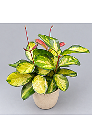 Hoya Tricolor - tribarvna voščenka