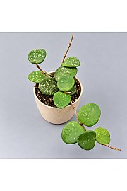 Voščenka 'Splash'