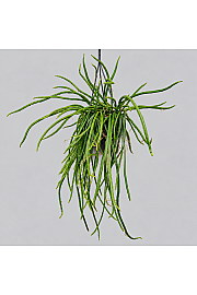 Ripsalis 'Selenicereus' - obešanka