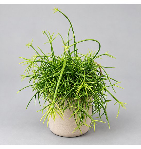Rhipsalis baccifera Oasis: Ø10,5 cm