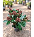 Skimmia japonica Rubella