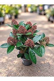 Skimmia japonica Rubella