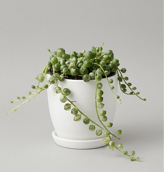 Senecio rowleyanus 'Variegata': Ø6 cm