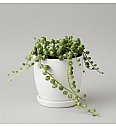 String of Pearls 'Variegata'