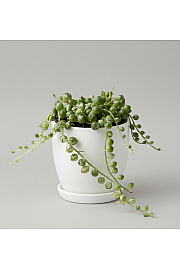 String of Pearls 'Variegata'
