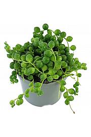 String of Pearls - M