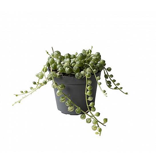 Senecio rowleyanus: Ø6 cm