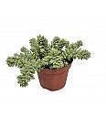 Burro's tail