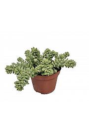 Burro's tail