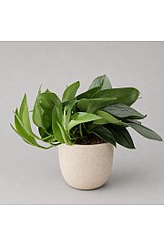Scindapsus Moonlight