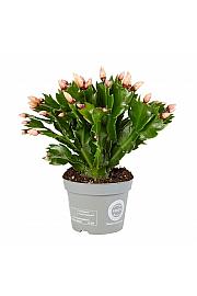 Božični kaktus - rumen