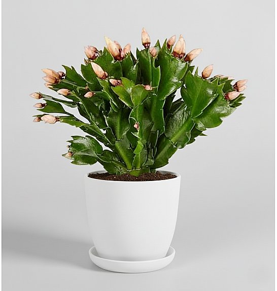 Schlumbergera yellow; Ø9 cm