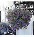 Modri čudež Surdiva Deep Violet Blue