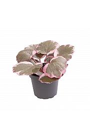 Strawberry begonia