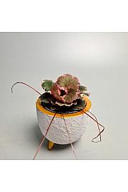 Strawberry begonia