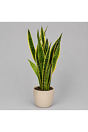 Sansevieria trif. Laurentii