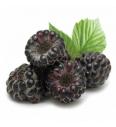 Malina Black Jewel