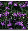 Lobelija Bella Purple