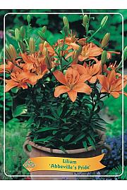 Lilija Abbevilles Pride