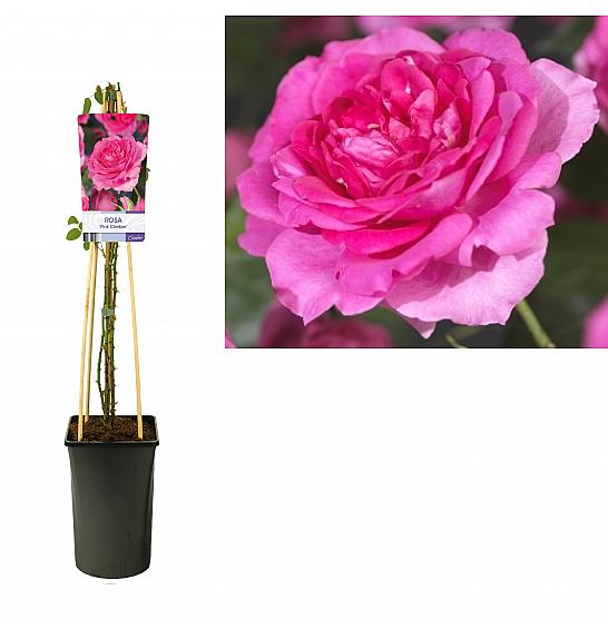 Rosa Pinky Queen Climber C2,5 Lit. 40-60 cm