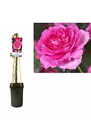 Vzpenjava vrtnica 'Pinky Queen'