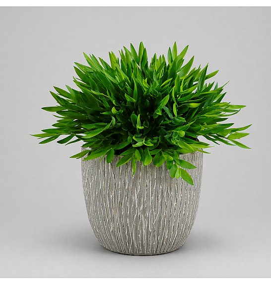 Pogonatherum Monica; Ø12 cm