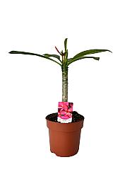 Plumerija Hawaiian Pearl