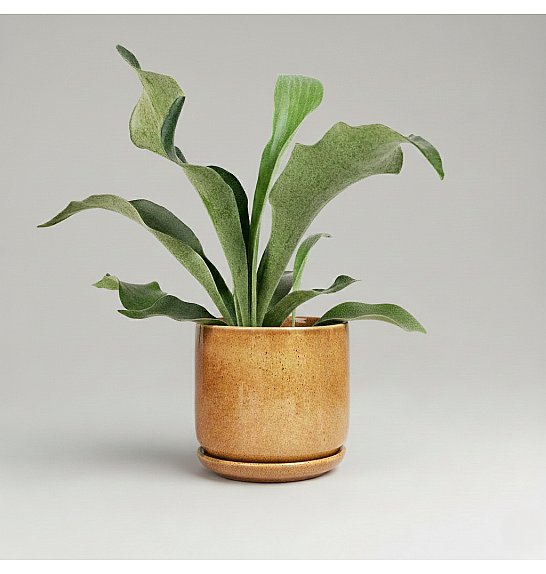 Platycerium bifurcatum; Ø12 cm