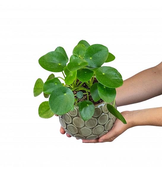 Pilea peperomoides; Ø12cm