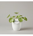 Pileja Mojito
