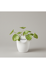Pileja Mojito