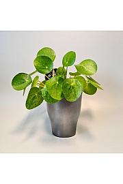 Pileja Mojito