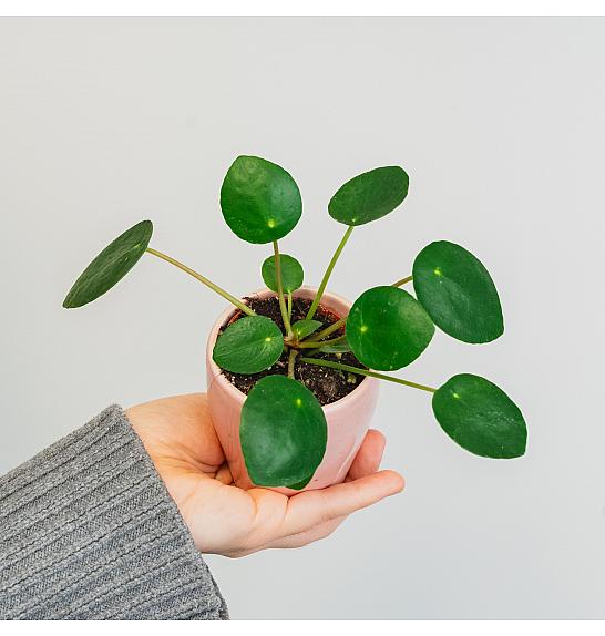 Pilea peperomides mini: Ø6 cm