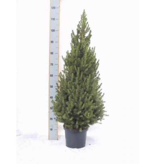 Picea glauca Conica C7,5 Lit. 90-100 cm