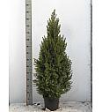 Stožčasta smreka Conica