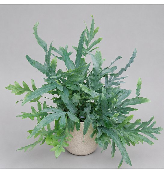 Phlebodium Aureum Blue Star; Ø12 cm