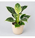 Filodendron 'White wave'