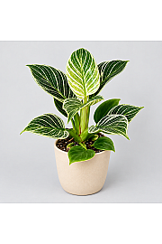 Filodendron 'White wave'