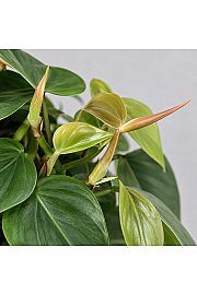 Filodendron srčastolisti