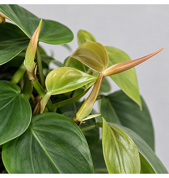 Philodendron scandens ; Ø15 cm