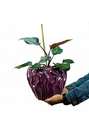 Filodendron Pink Princess