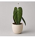 Filodendron Melanochrysum - Reši me