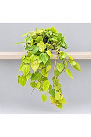 Filodendron 'Malay Gold'