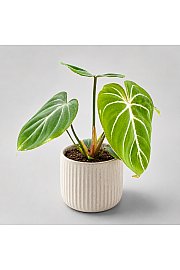 Filodendron Gloriosum Zebra - Reši me
