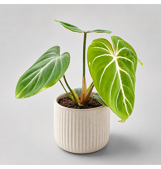 Philodendron Gloriosum Zebra; o12 cm